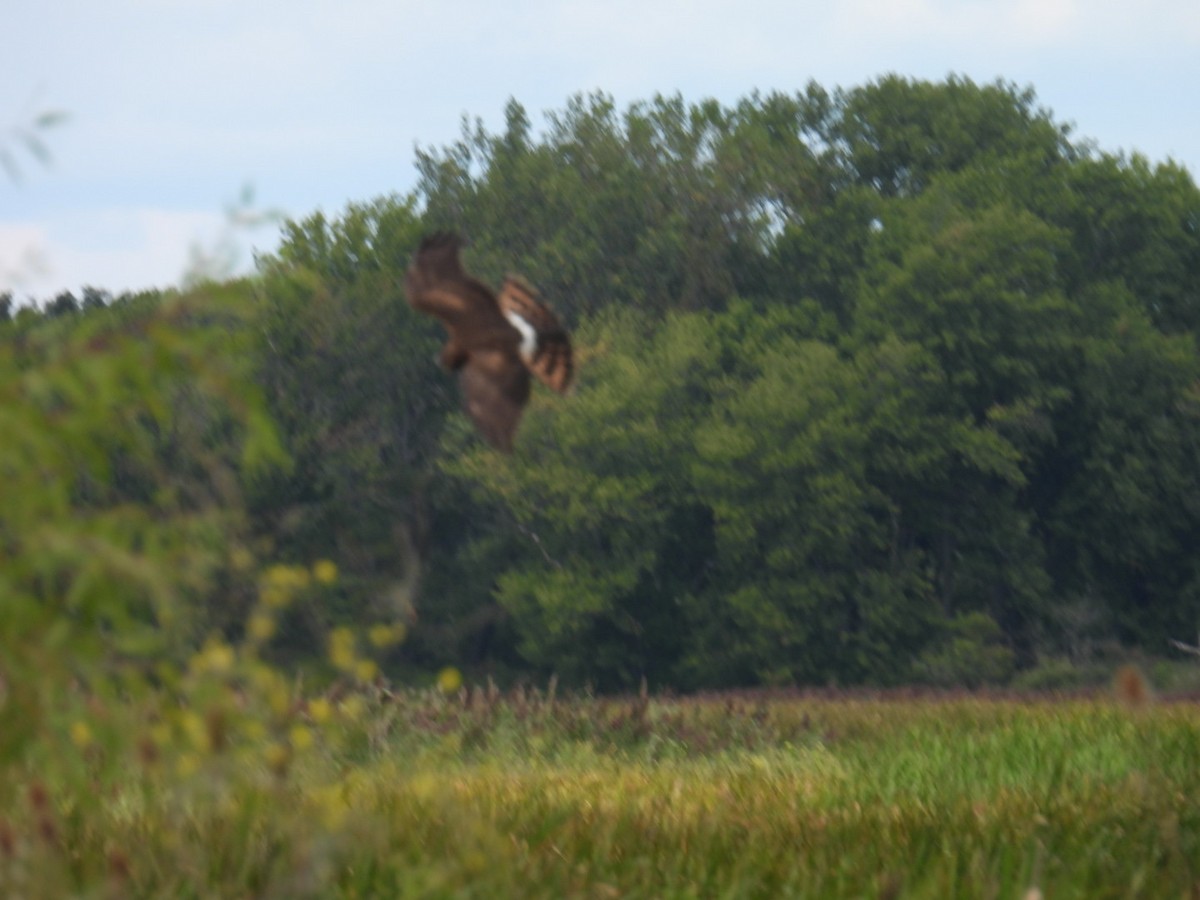 Northern Harrier - ML641460816