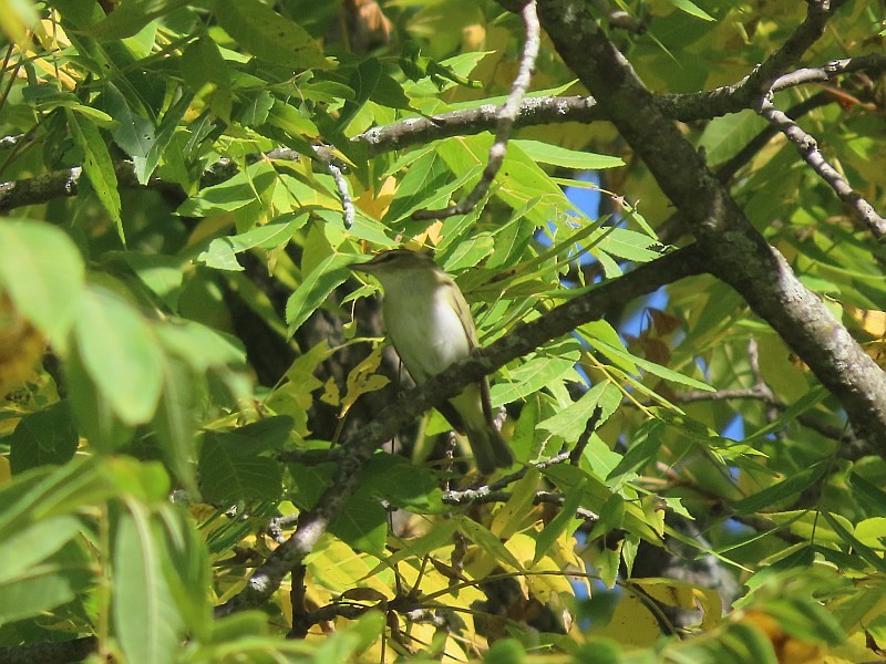 Vireo begigorria - ML641460826