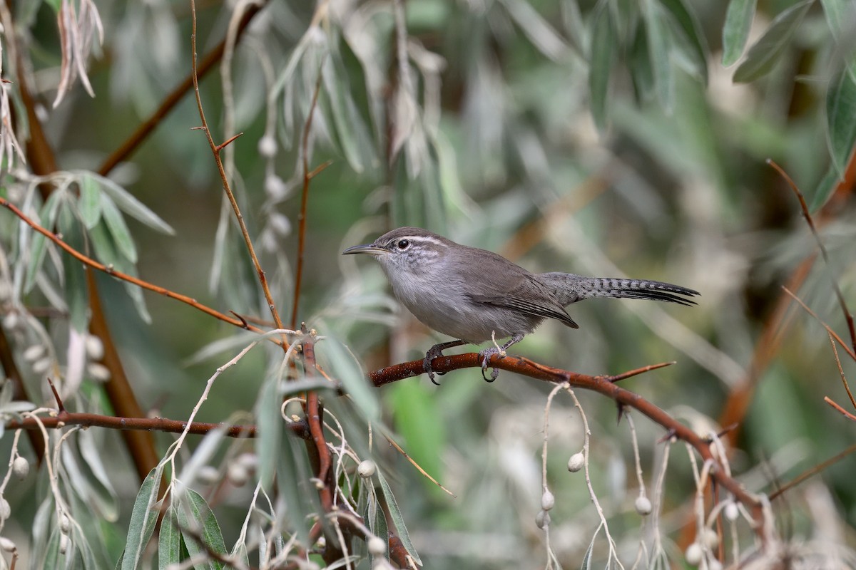 Bewick's Wren - ML641460850