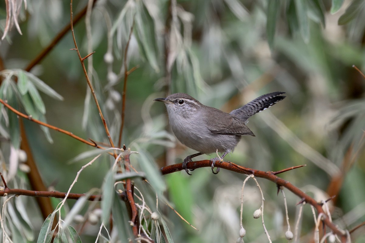 Bewick's Wren - ML641460853