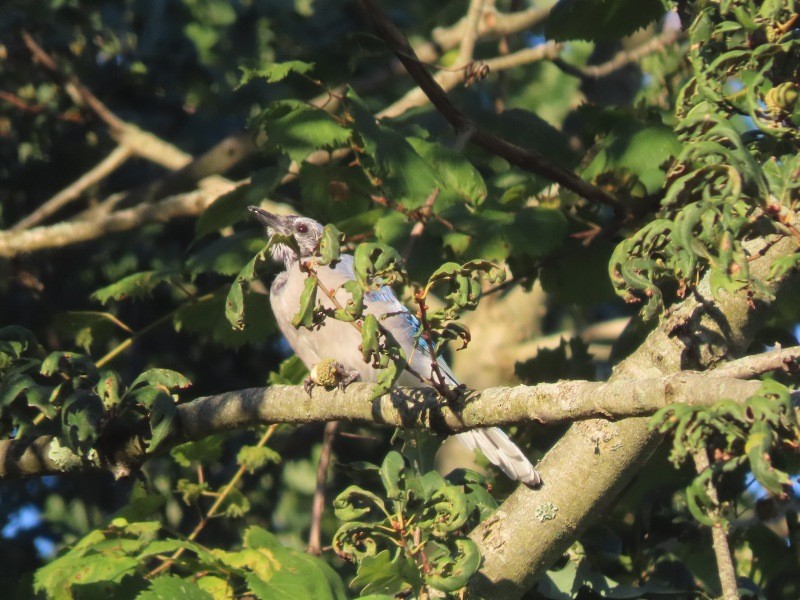 Blue Jay - ML641460869