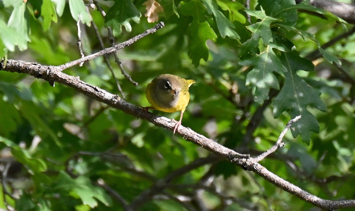 Macgillavray Ötleğeni - ML641460888