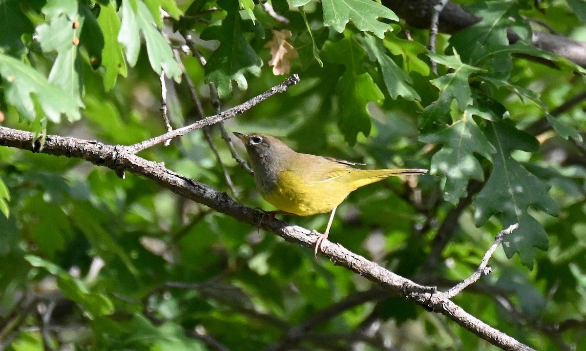 Macgillavray Ötleğeni - ML641460889