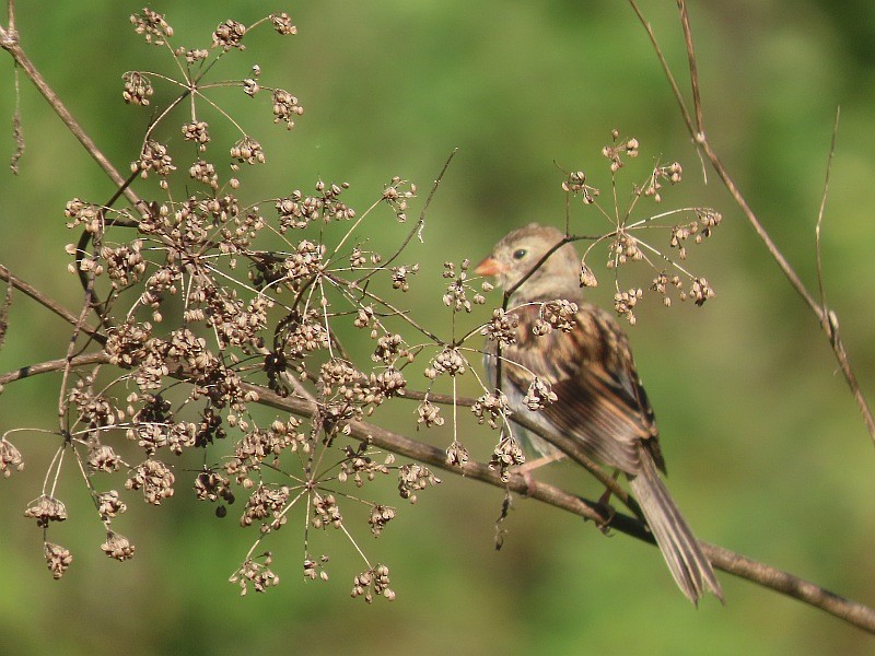 Field Sparrow - ML641460900