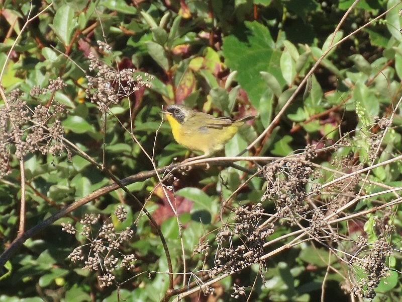 Common Yellowthroat - ML641460911