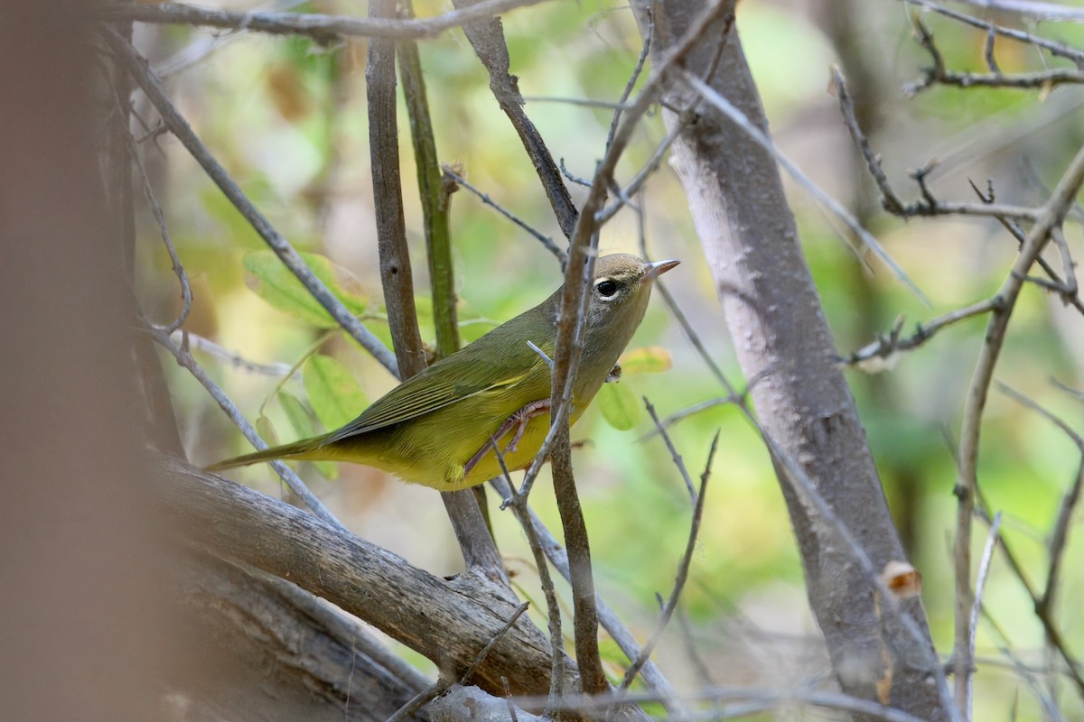 MacGillivray's Warbler - ML641460931