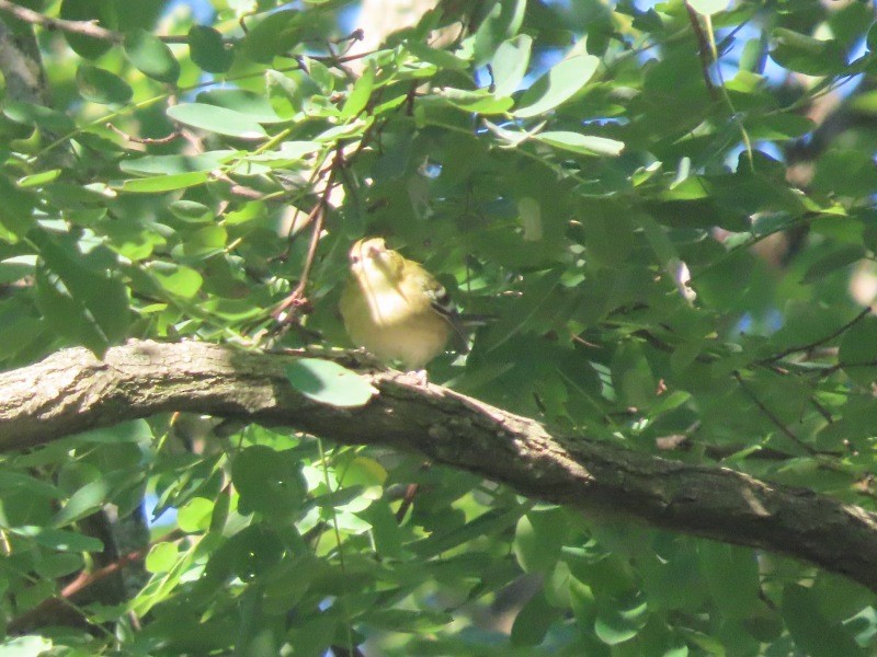 Bay-breasted Warbler - ML641460933