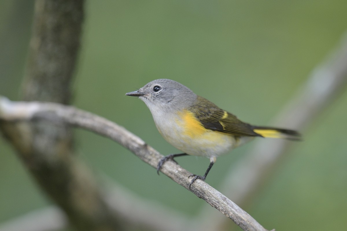 American Redstart - ML641460943