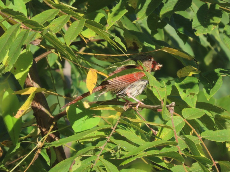 Northern Cardinal - ML641460944