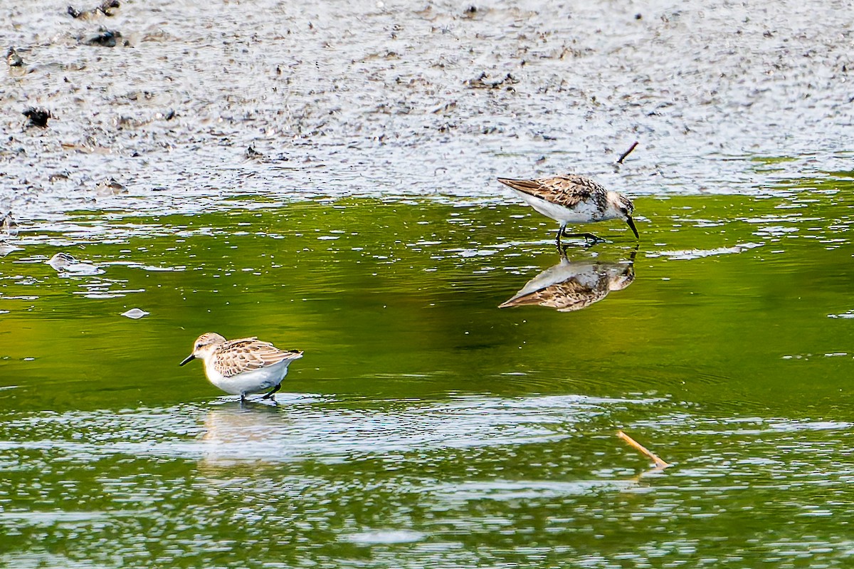 Semipalmated Sandpiper - ML641460945