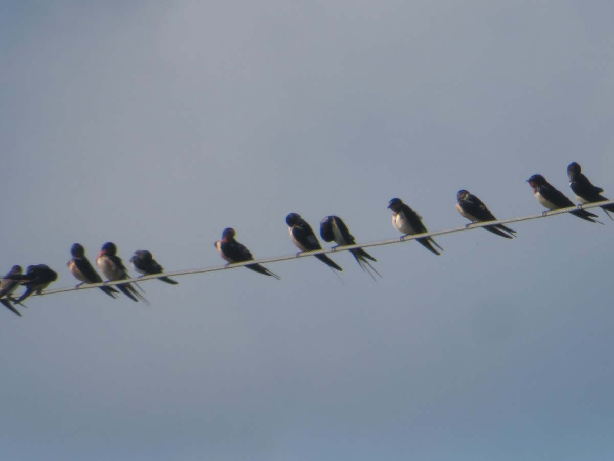 Barn Swallow - ML641460946