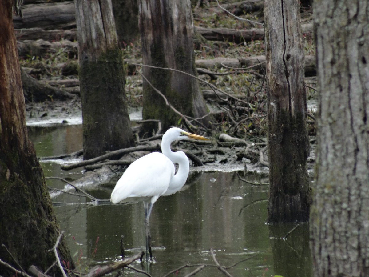 Great Egret - ML641460947