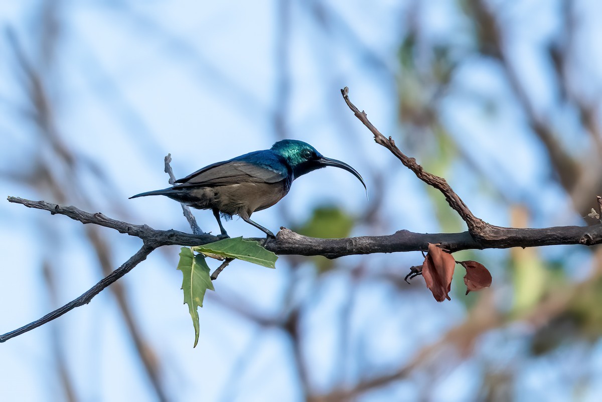 Loten's Sunbird - ML641460948