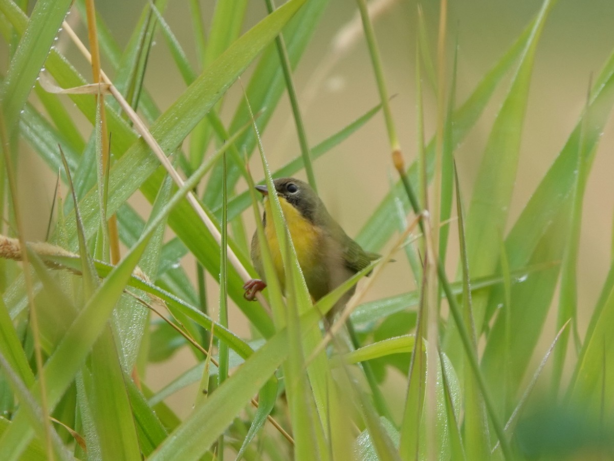 Common Yellowthroat - ML641460953