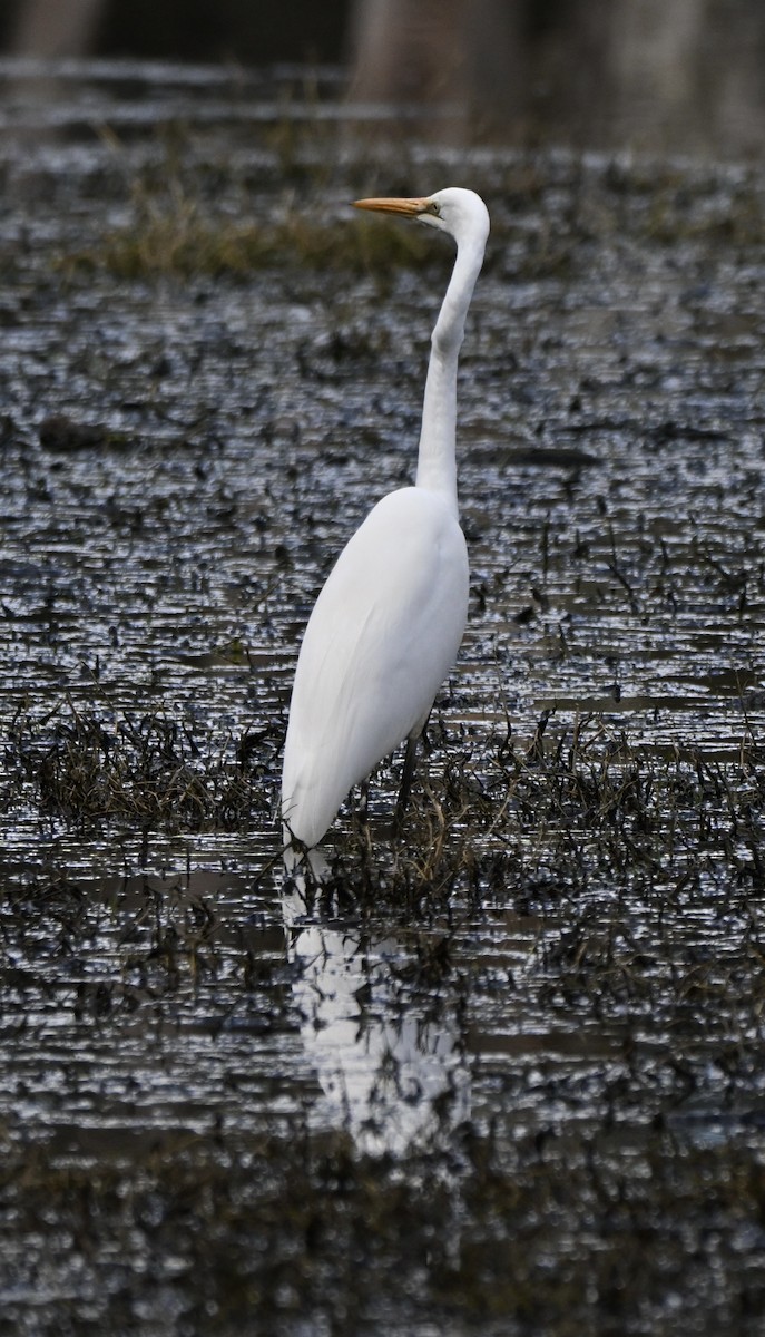 Great Egret - ML641460954