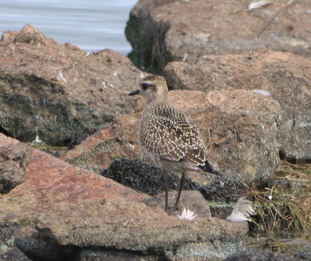 American Golden-Plover - ML641460956
