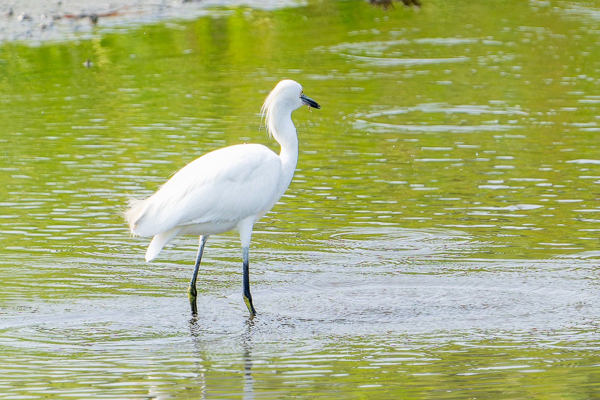 Snowy Egret - ML641460960