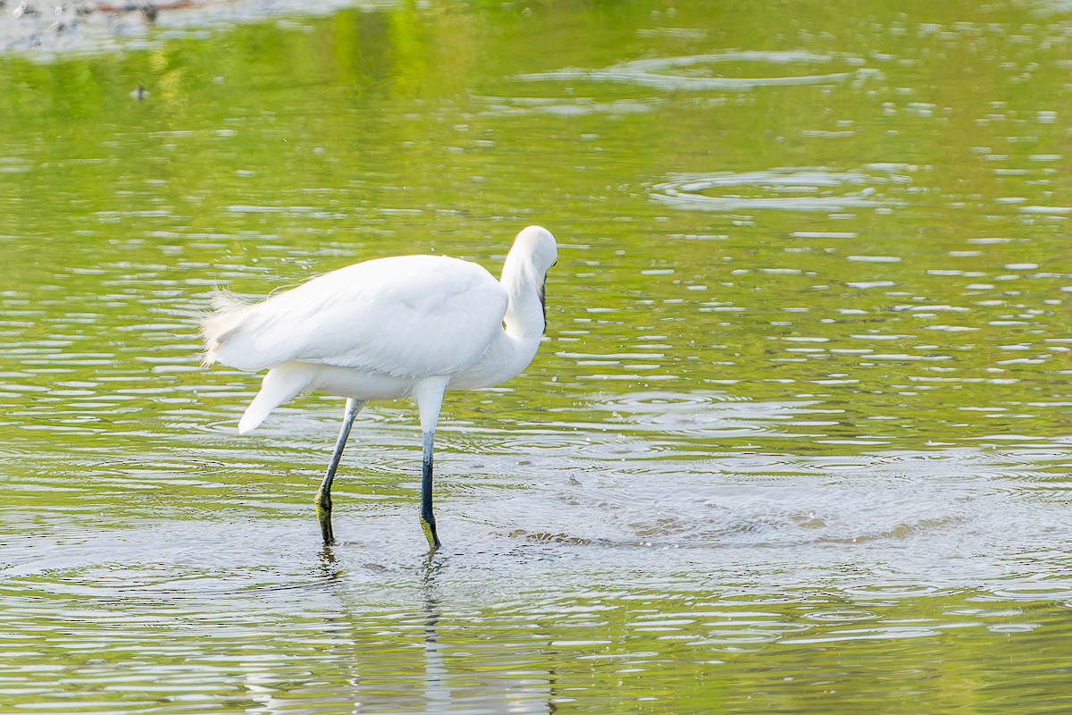 Snowy Egret - ML641460961