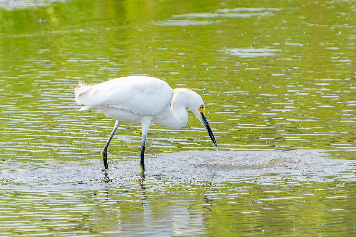 Snowy Egret - ML641460962