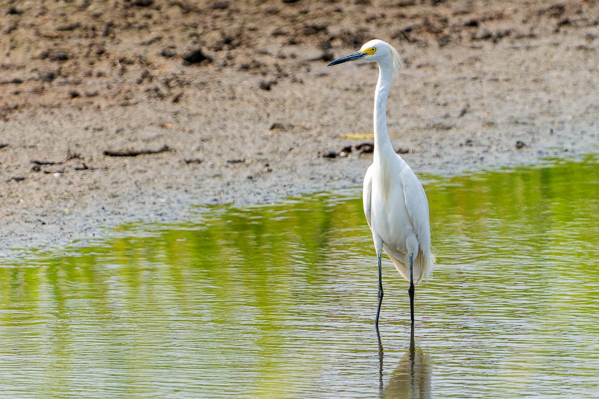 Snowy Egret - ML641460963