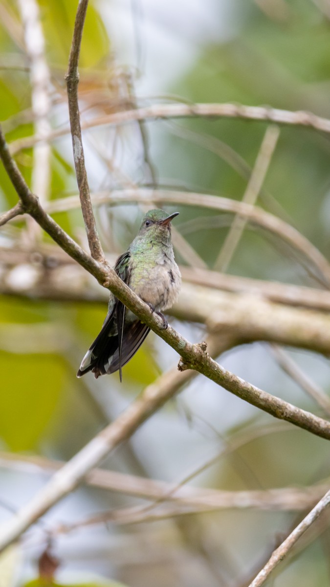 Scaly-breasted Hummingbird - ML641460964
