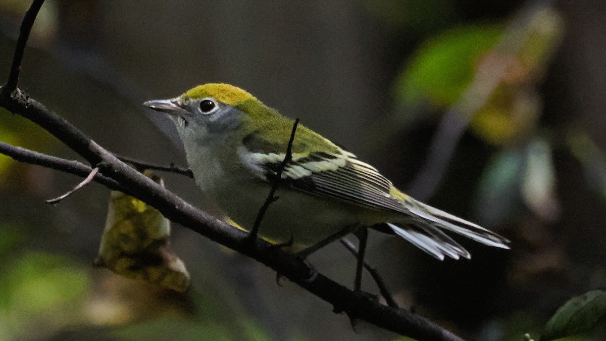 Chestnut-sided Warbler - ML641460966