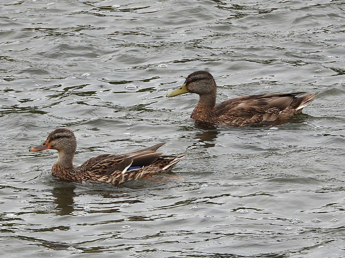 Mallard - ML641460968