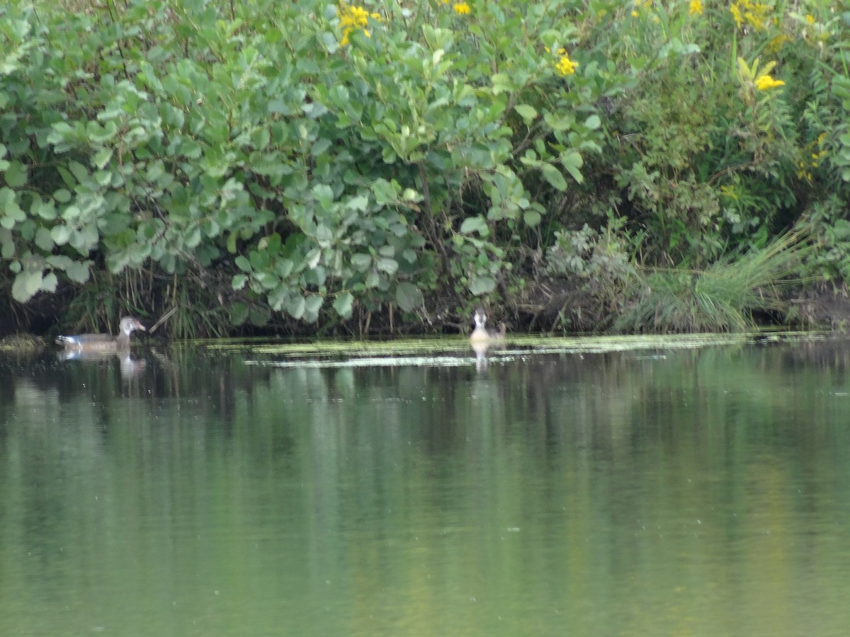 Wood Duck - ML641460970