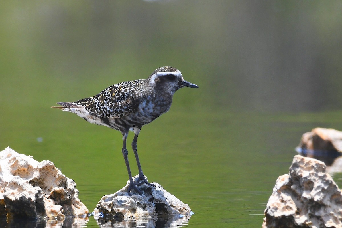 Black-necked Stilt - ML641460971
