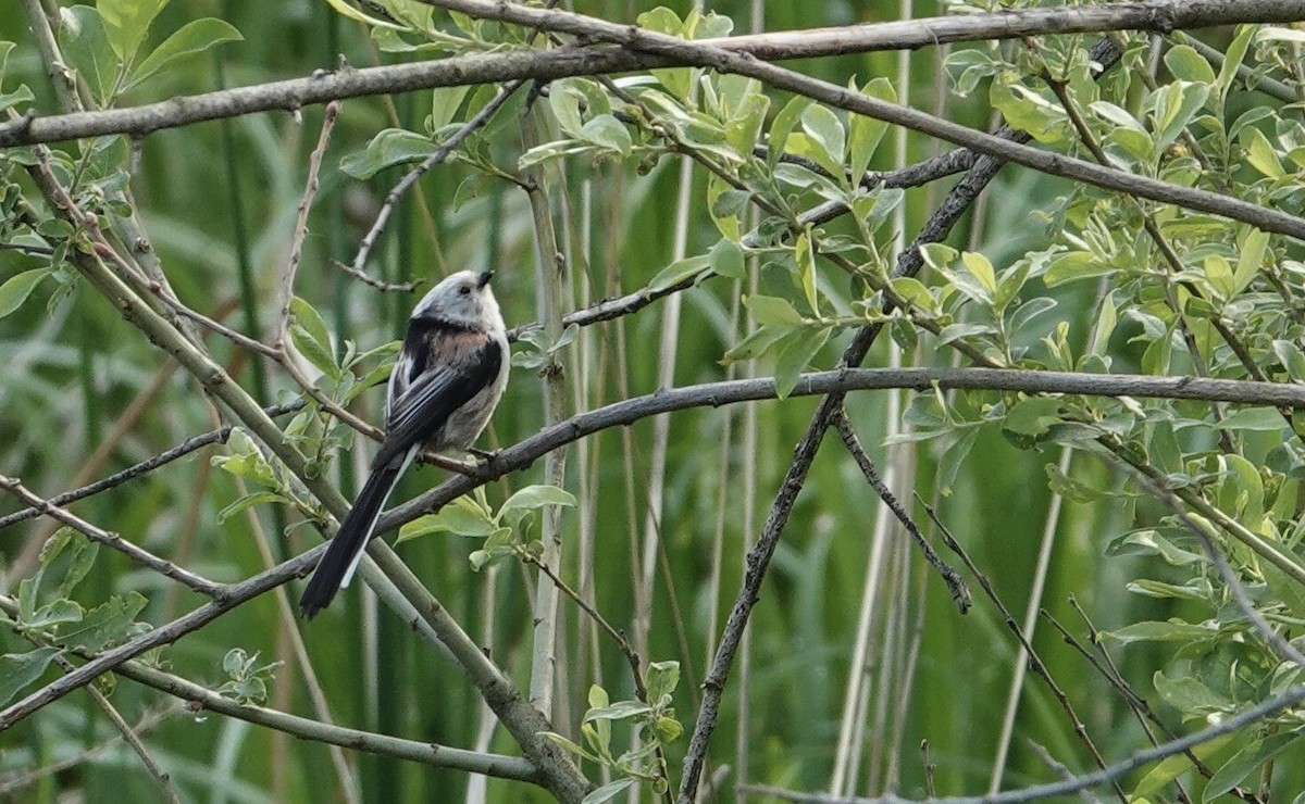 Long-tailed Tit - ML641460972