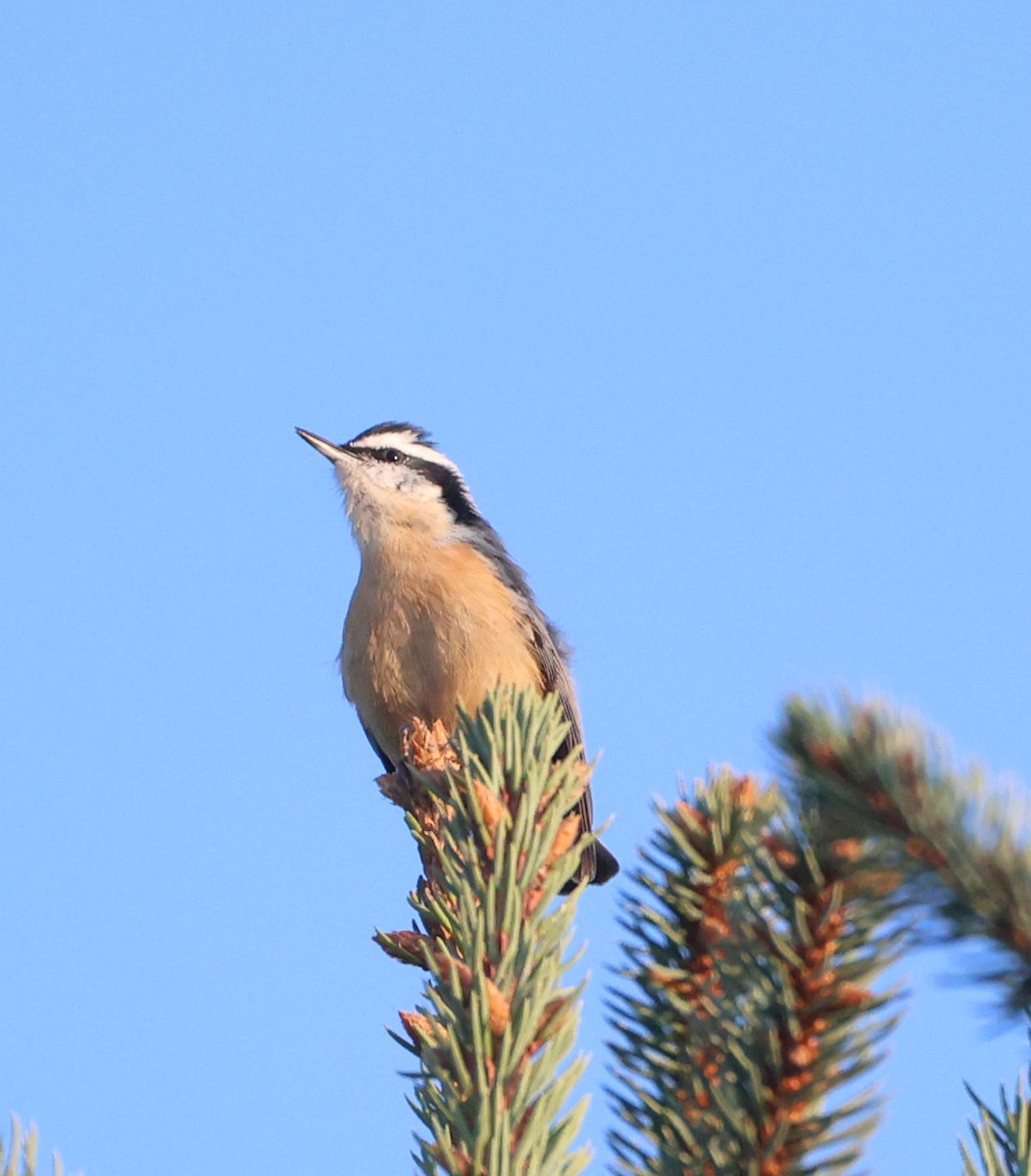 Red-breasted Nuthatch - ML641460973