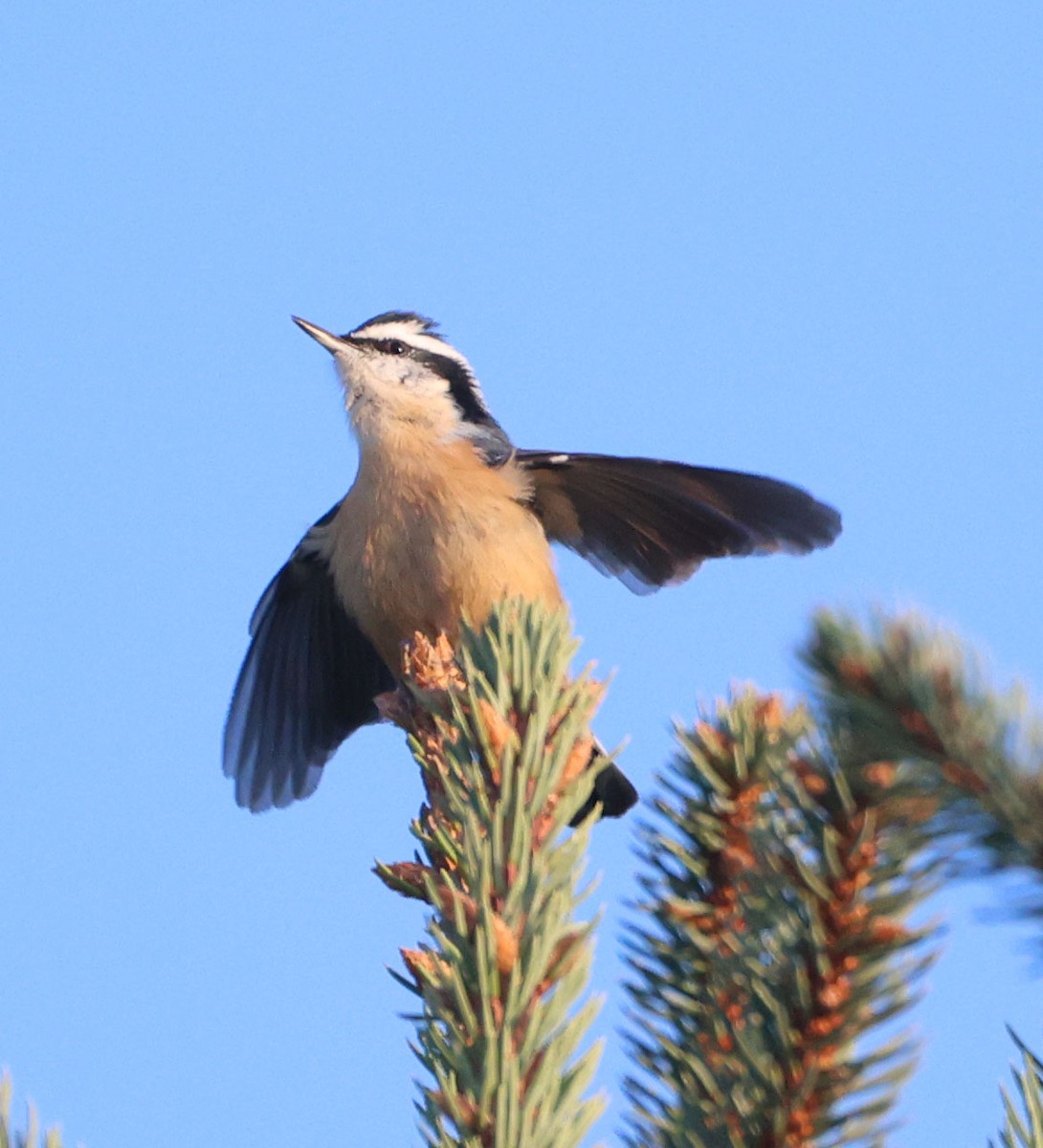 Red-breasted Nuthatch - ML641460974