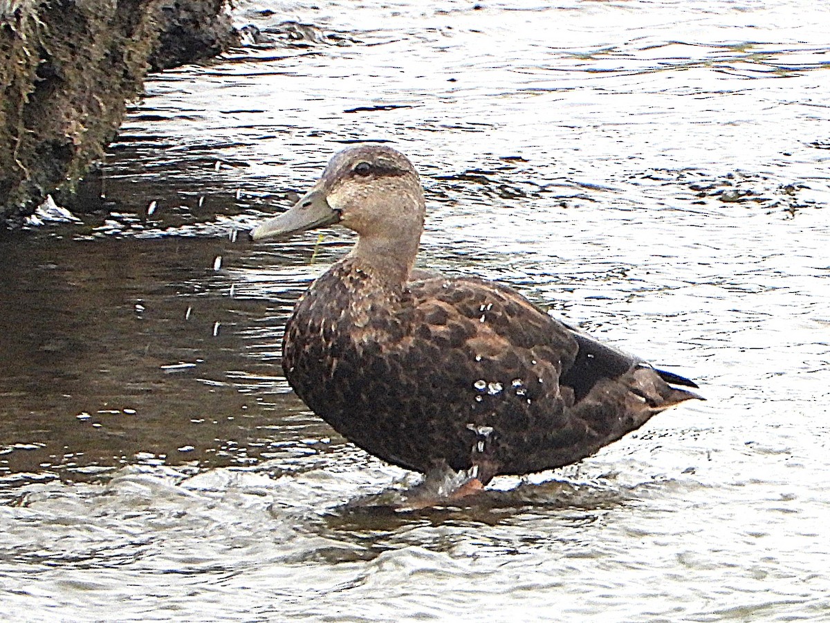 American Black Duck - ML641460977