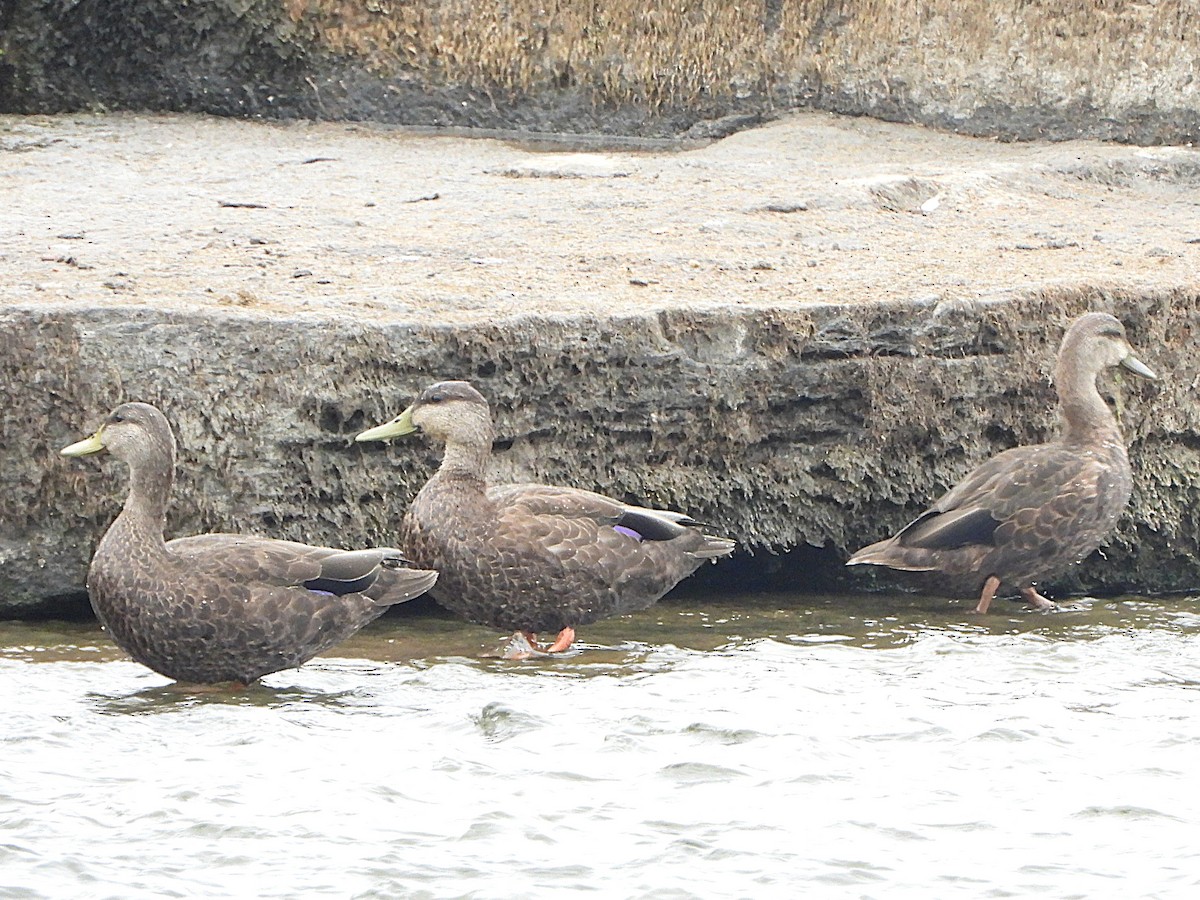 American Black Duck - ML641460978