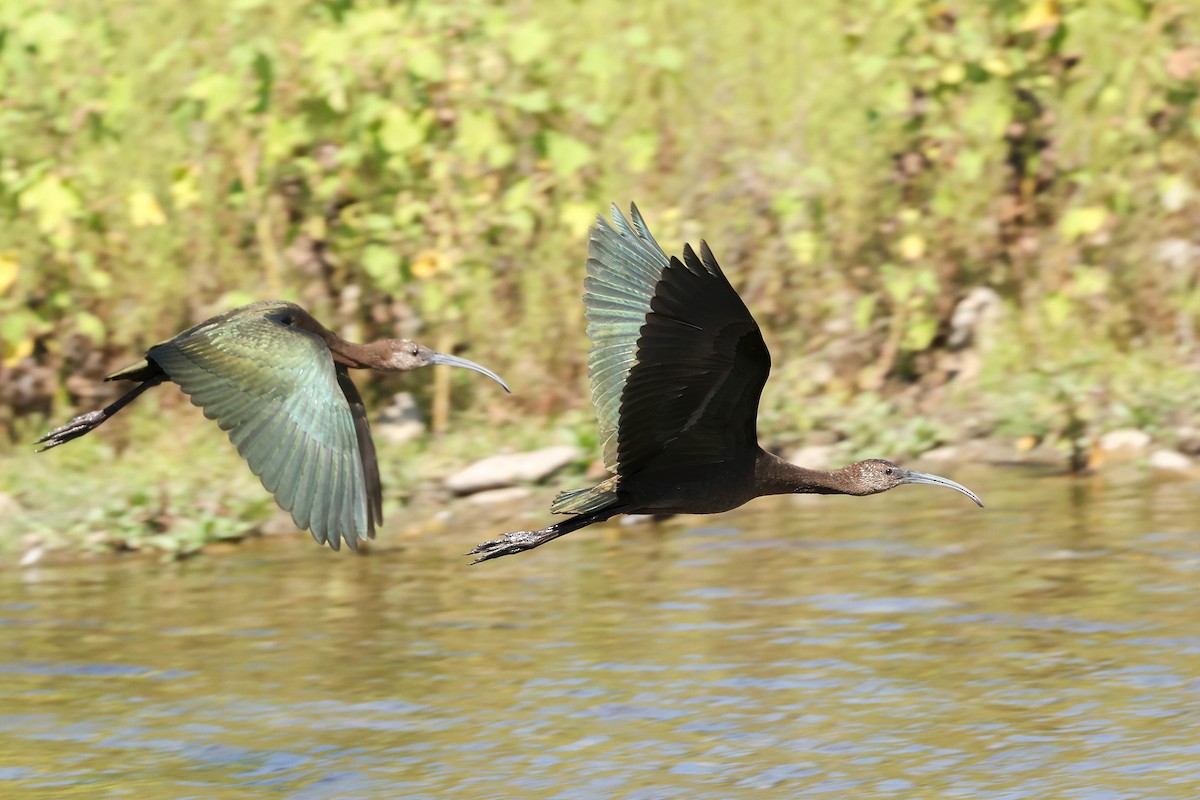 White-faced Ibis - ML641460979
