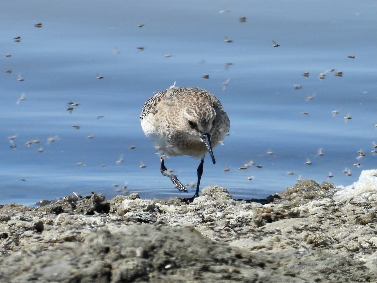 Baird's Sandpiper - ML641460980