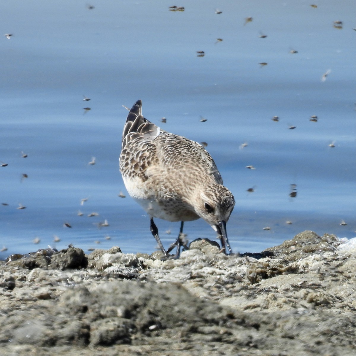 Baird's Sandpiper - ML641460981