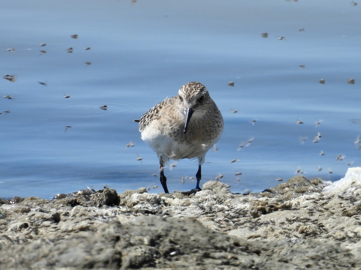 Baird's Sandpiper - ML641460982
