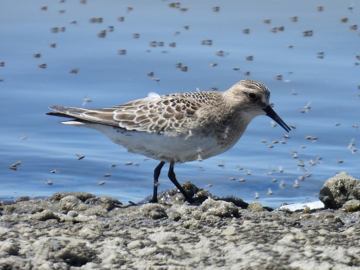Baird's Sandpiper - ML641460983