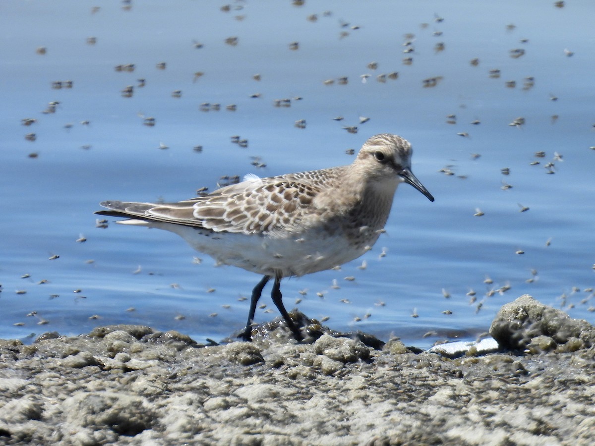 Baird's Sandpiper - ML641460984