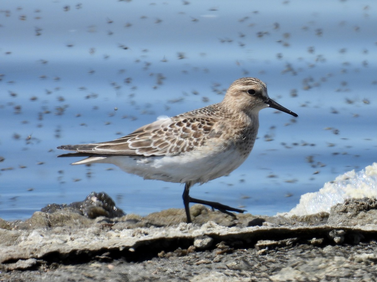 Baird's Sandpiper - ML641460985