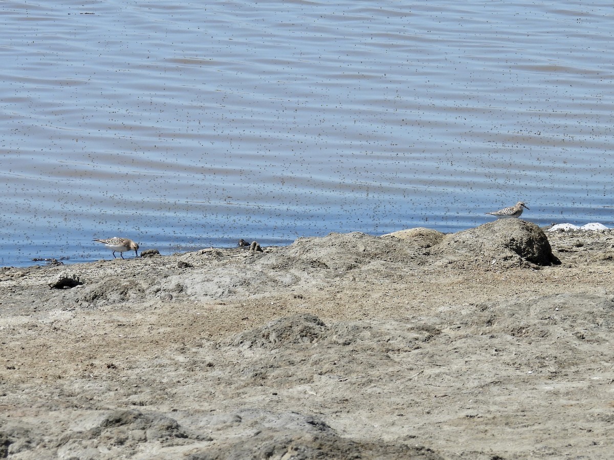 Baird's Sandpiper - ML641460986