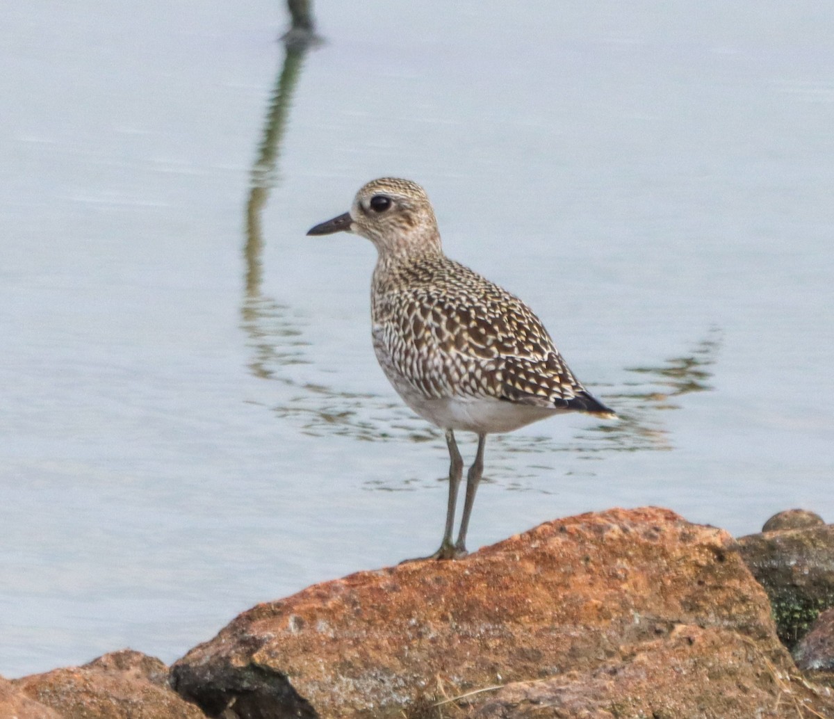 Black-bellied Plover - ML641460990
