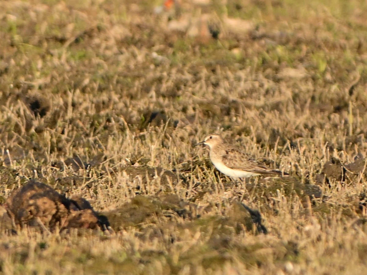 Baird's Sandpiper - ML641461005