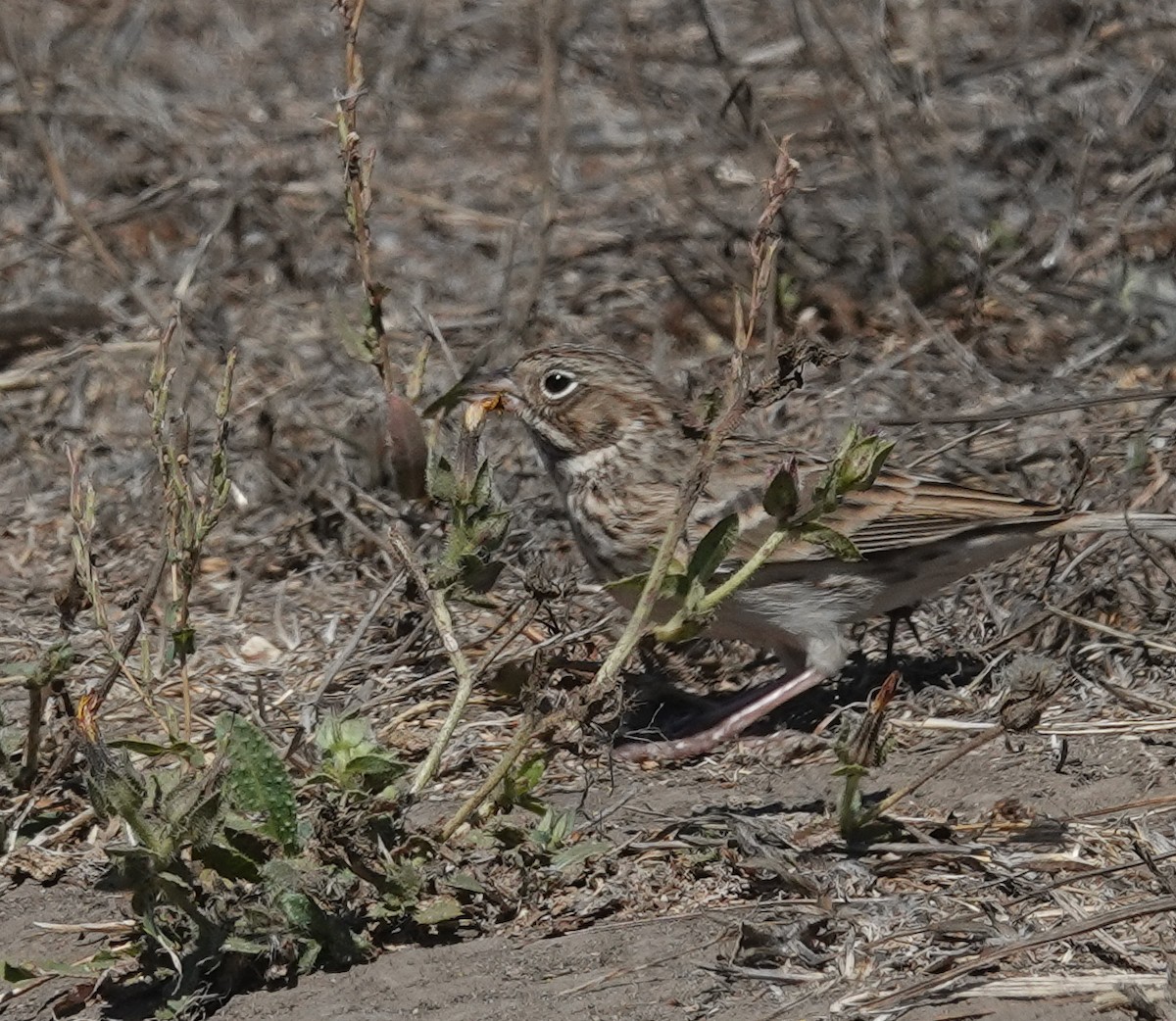 Vesper Sparrow - ML641461006