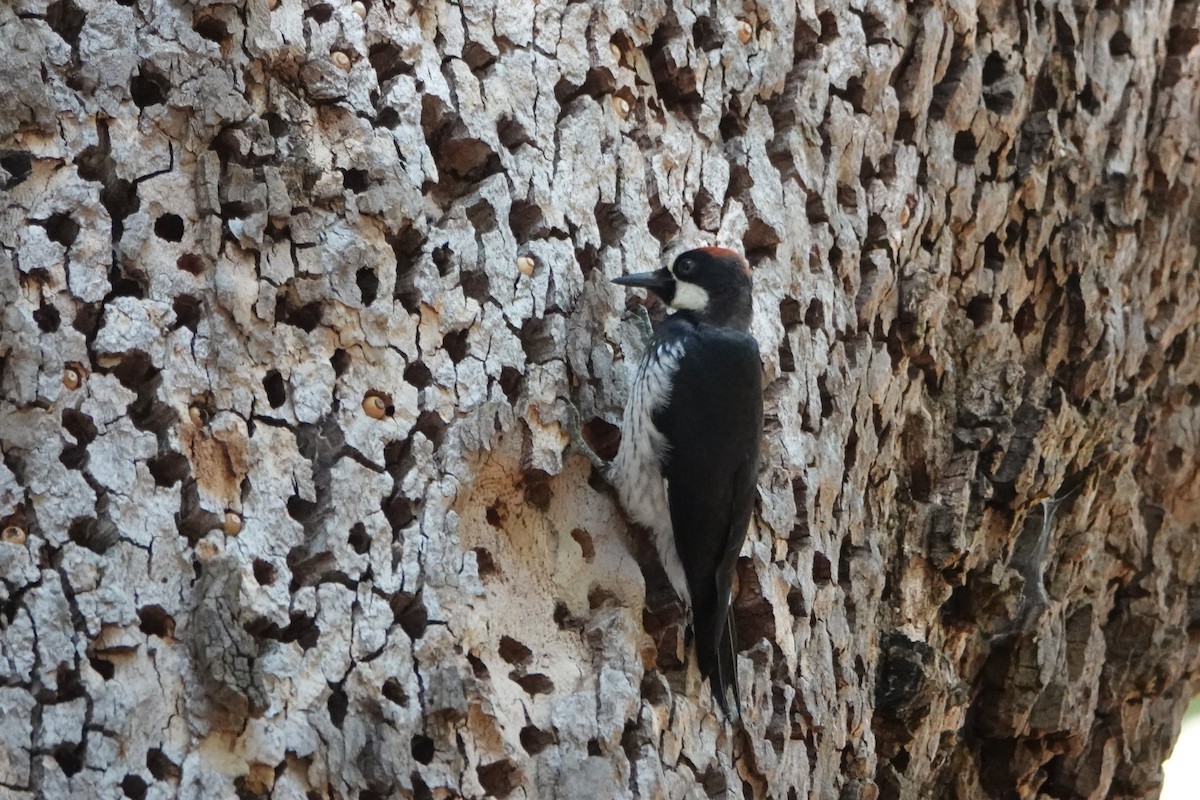 Acorn Woodpecker - ML641461011