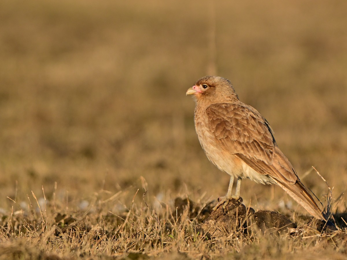 Chimango Caracara - ML641461030