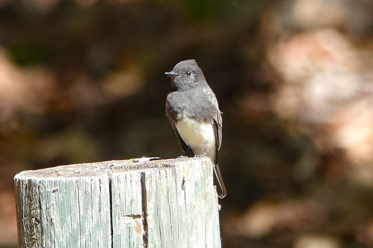 Black Phoebe - ML641461038
