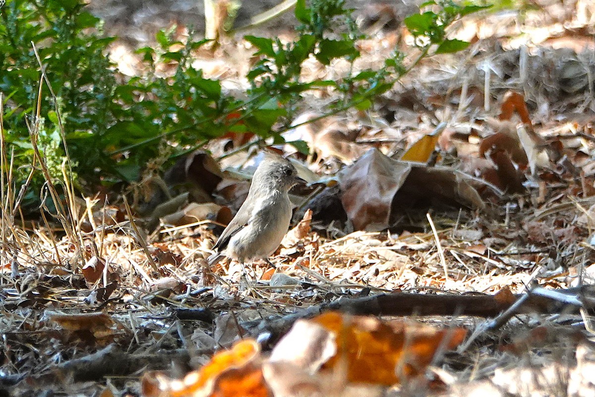 Oak Titmouse - ML641461057