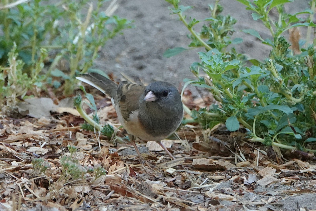 Dark-eyed Junco - ML641461077